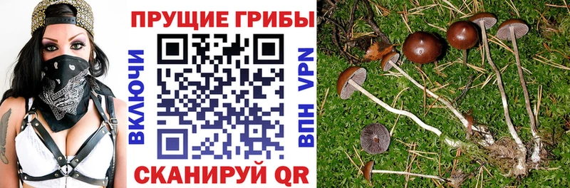 Галлюциногенные грибы Cubensis  даркнет сайт  Тейково 